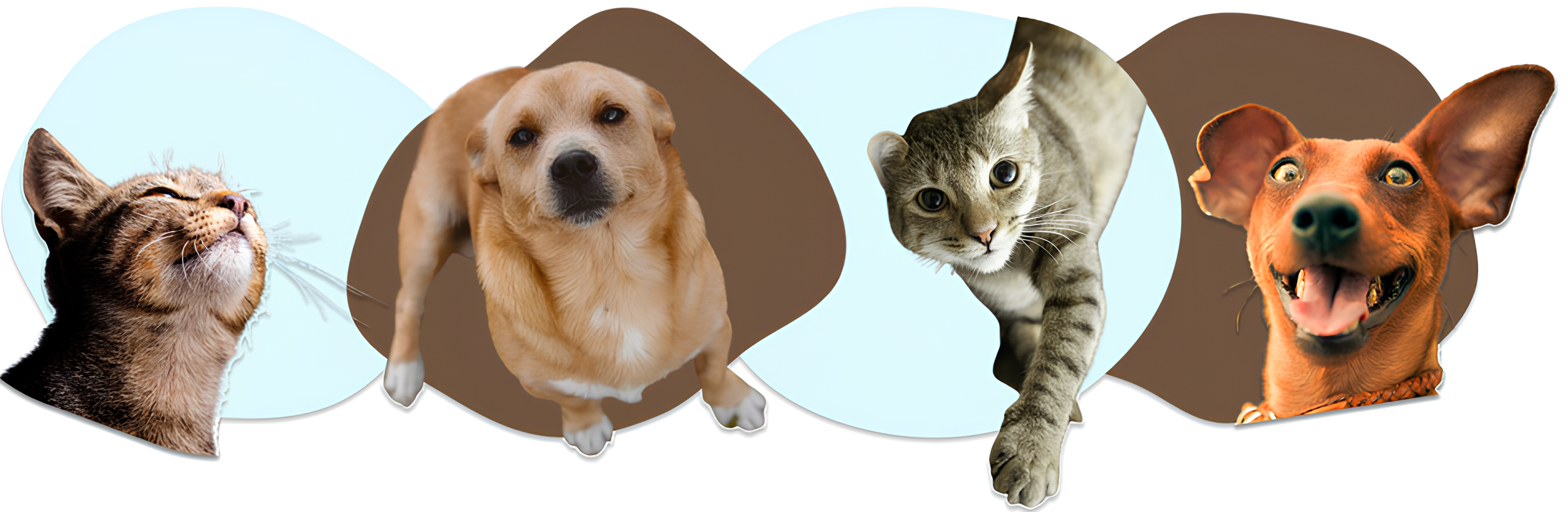 Animais da AIPRA esperando ajuda